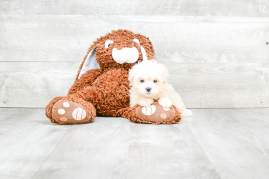 Friendly Maltipoo Baby