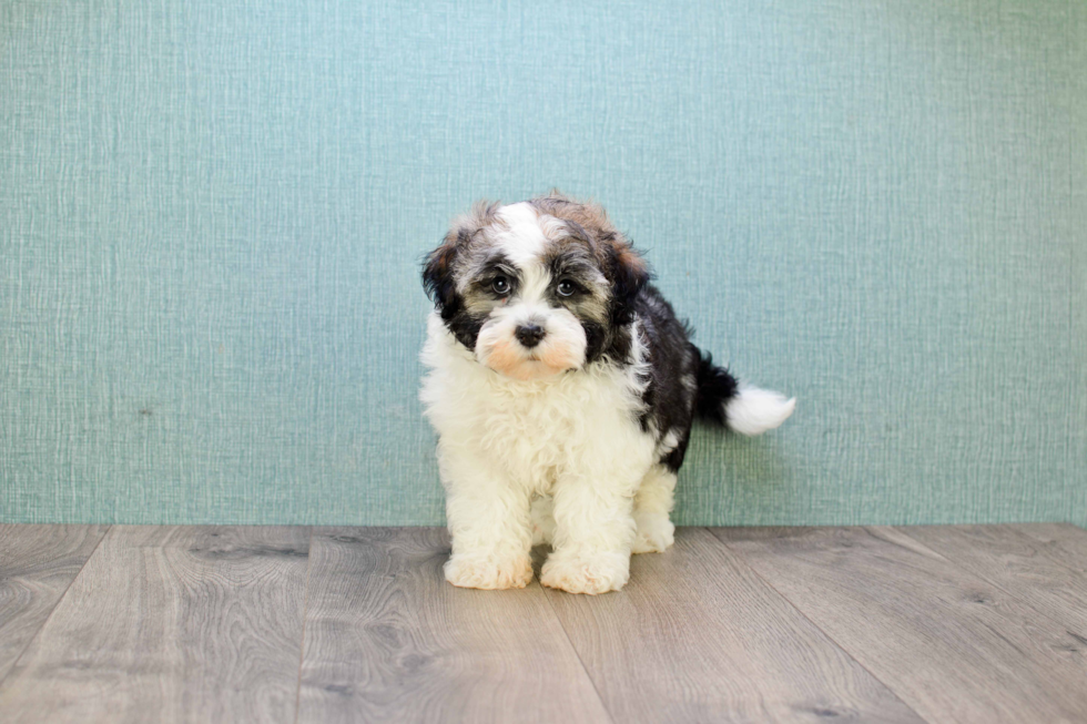 Energetic Havanese Purebred Puppy