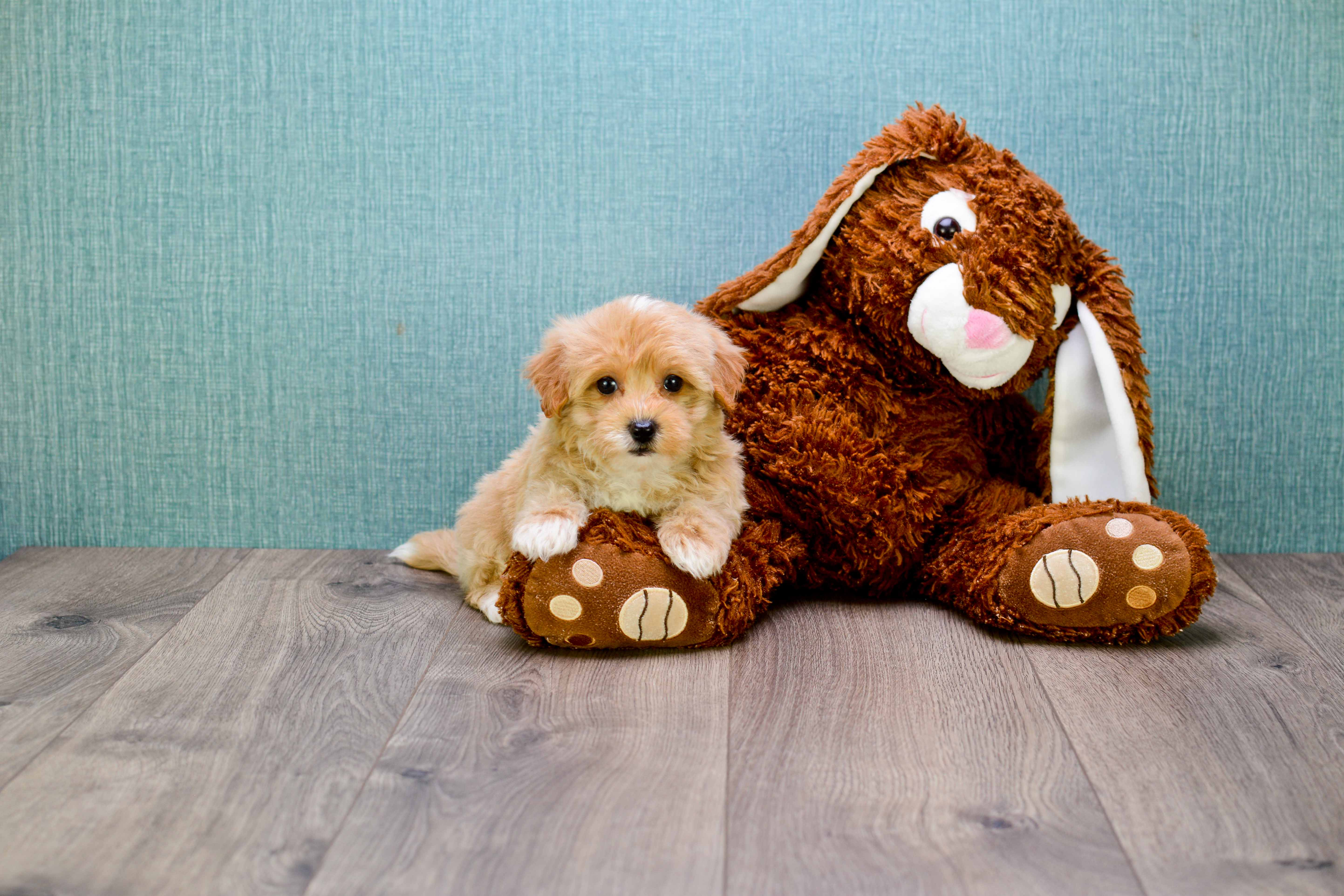 Maltipoo Puppy for Adoption