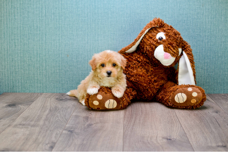 Maltipoo Puppy for Adoption