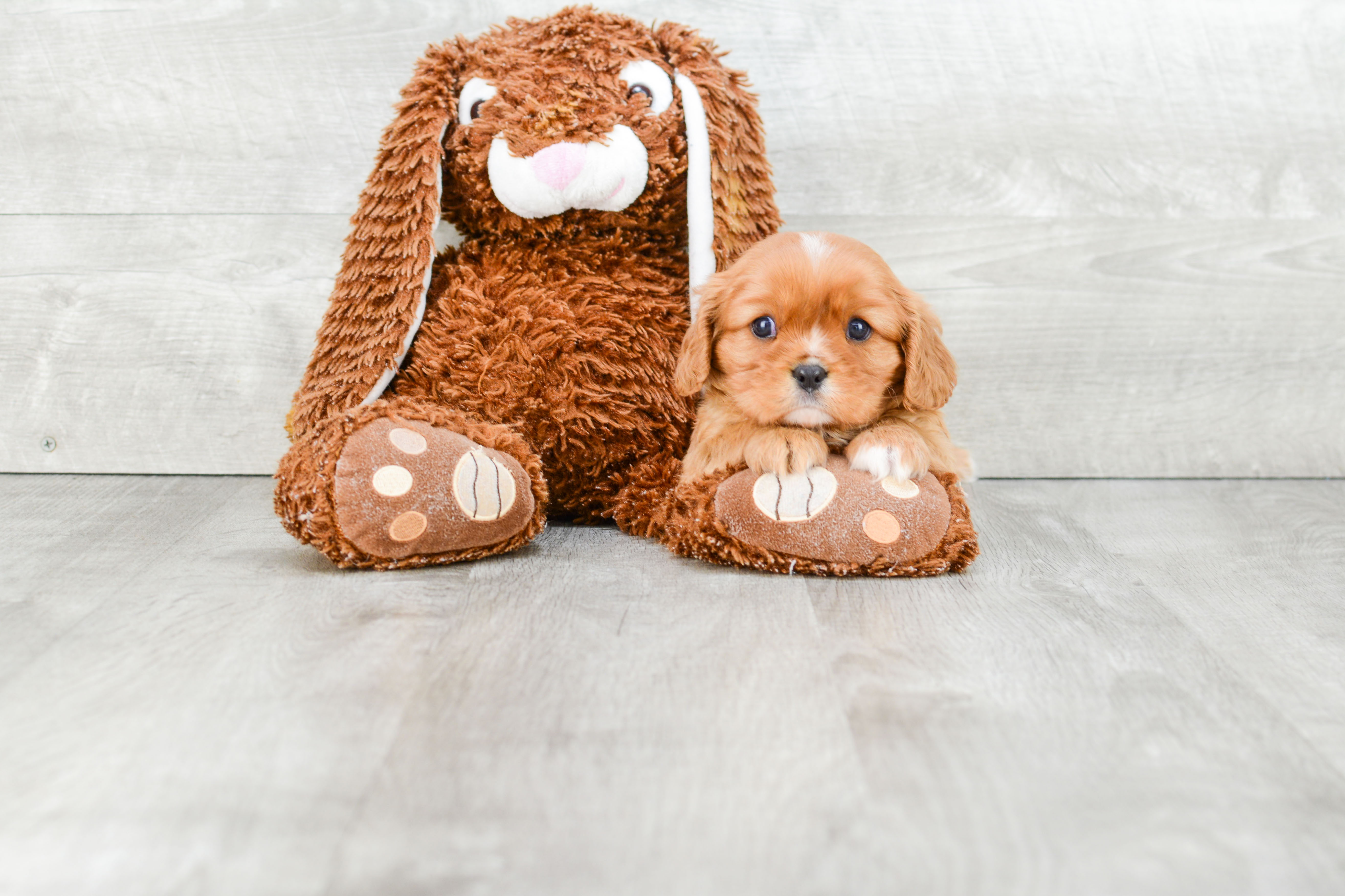 Fluffy Cavalier King Charles Spaniel Purebred Puppy