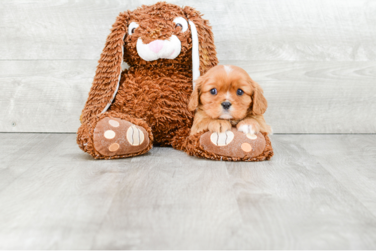 Fluffy Cavalier King Charles Spaniel Purebred Puppy