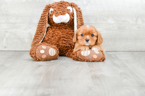 Fluffy Cavalier King Charles Spaniel Purebred Puppy