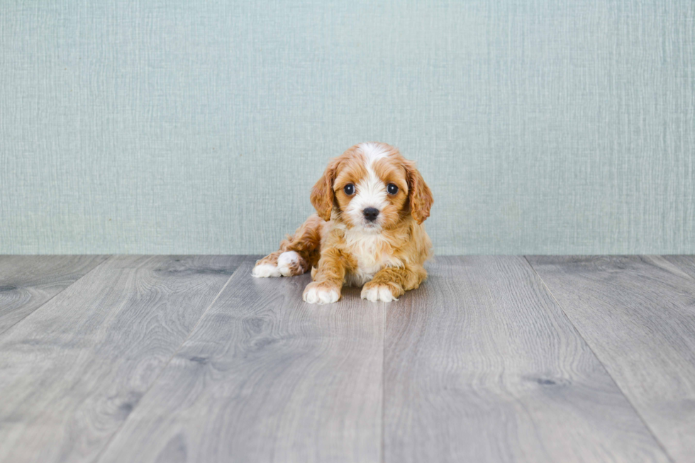 Small Cavapoo Baby