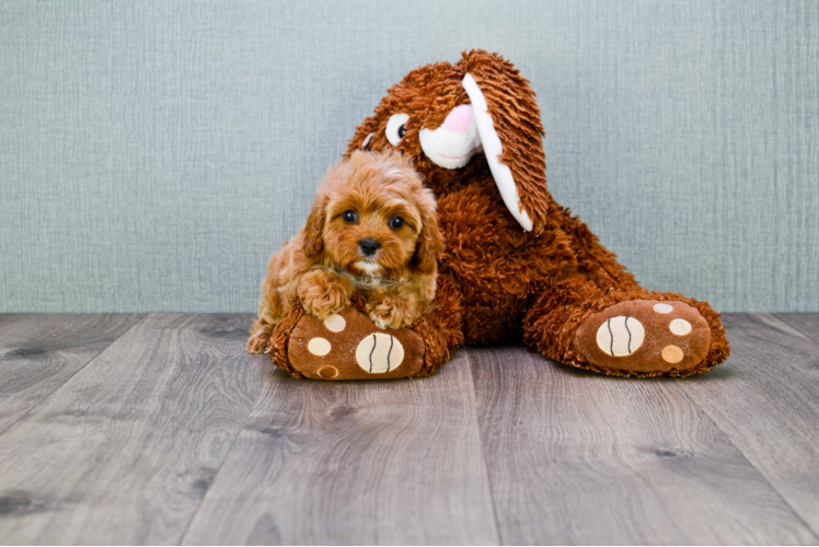 Best Cavapoo Baby