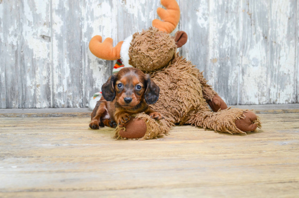 Cute Dachshund Purebred Pup