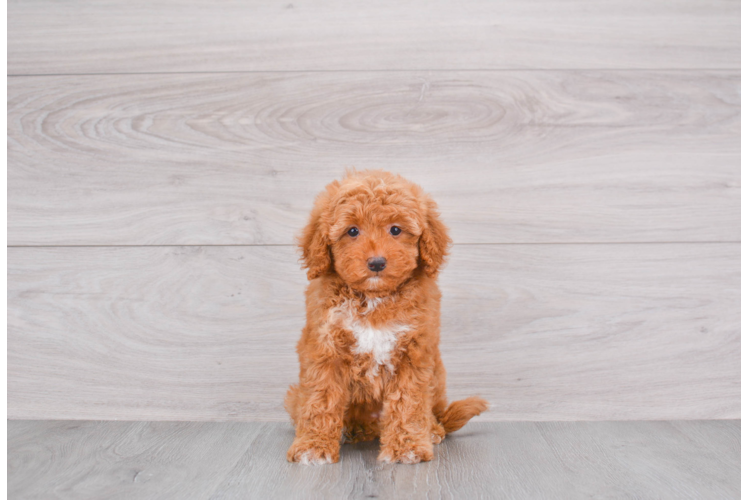 Best Mini Goldendoodle Baby