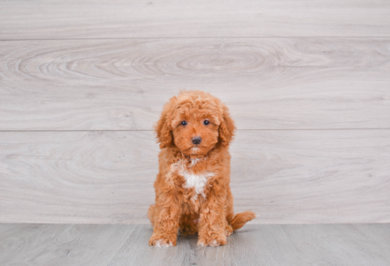 Best Mini Goldendoodle Baby