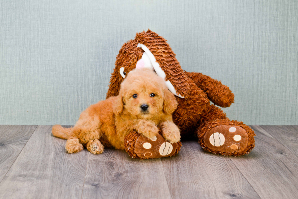 Popular Mini Goldendoodle Poodle Mix Pup