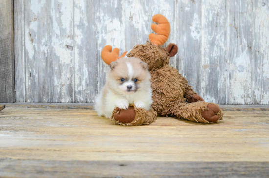 Petite Pomeranian Purebred Puppy