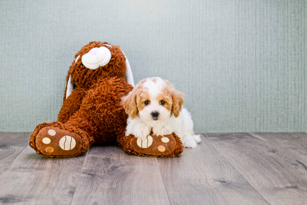 Playful Cavoodle Poodle Mix Puppy