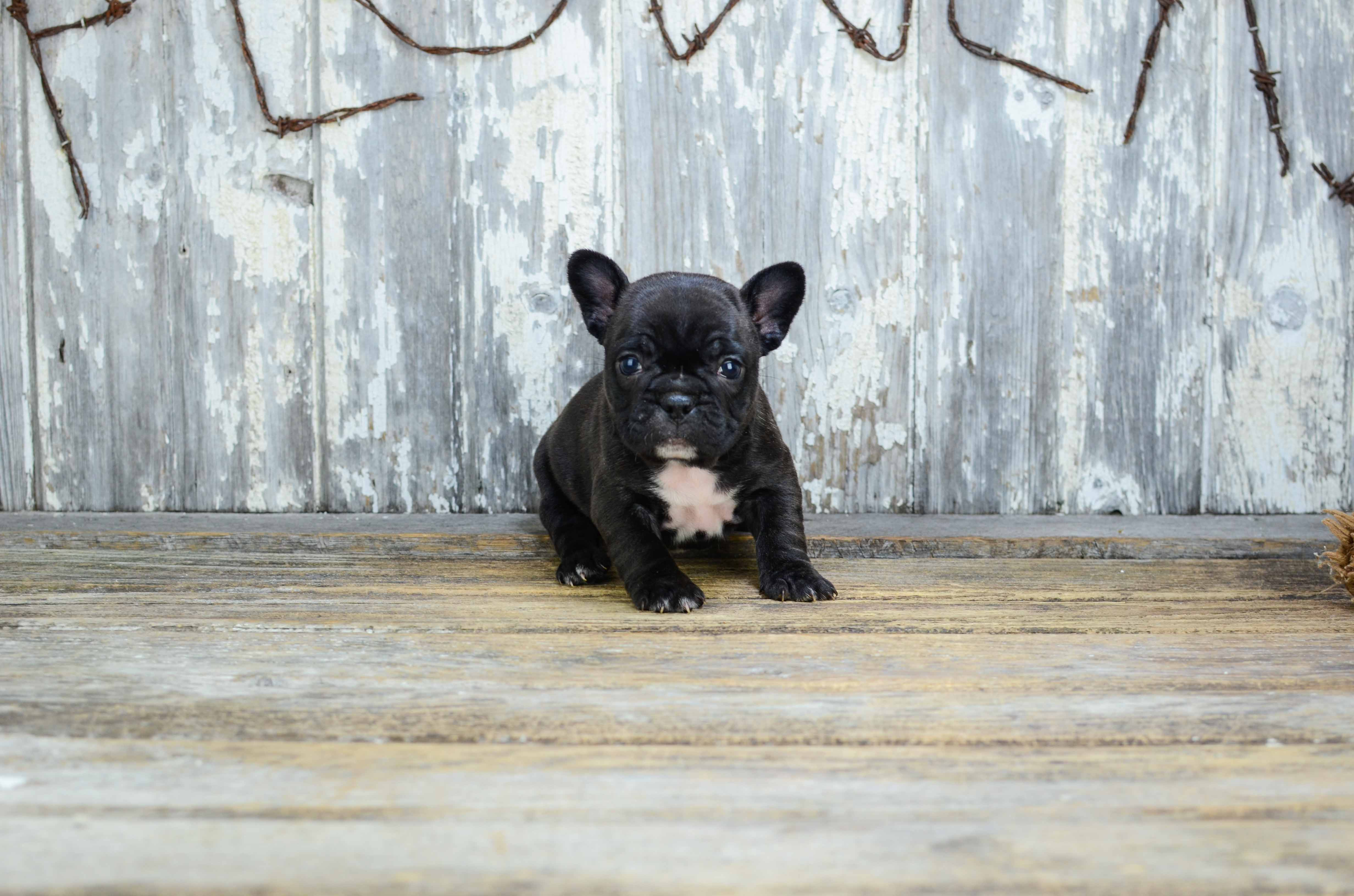 Little French Bulldog Purebred Pup