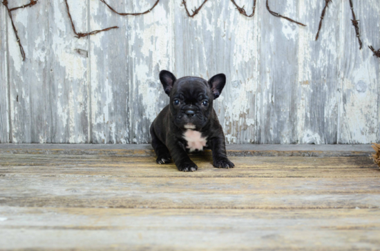 Little French Bulldog Purebred Pup