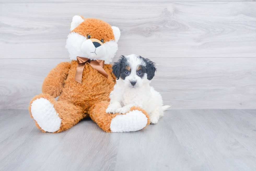 Mini Bernedoodle Pup Being Cute