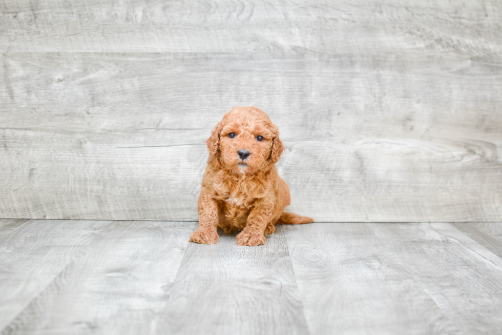 Hypoallergenic Golden Retriever Poodle Mix Puppy