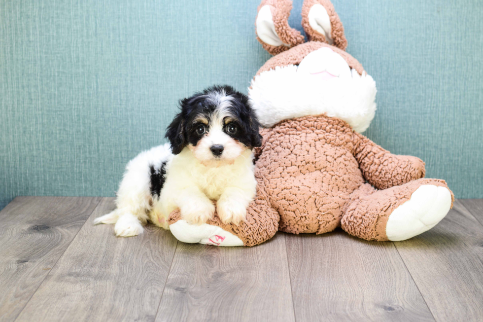 Cute Cavachon Baby