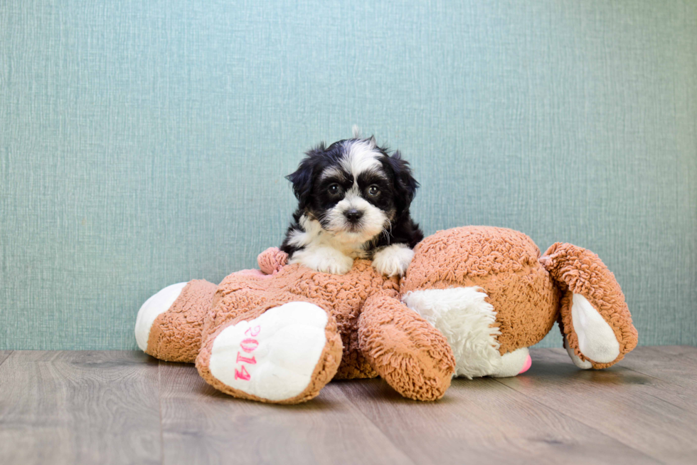 Teddy Bear Pup Being Cute