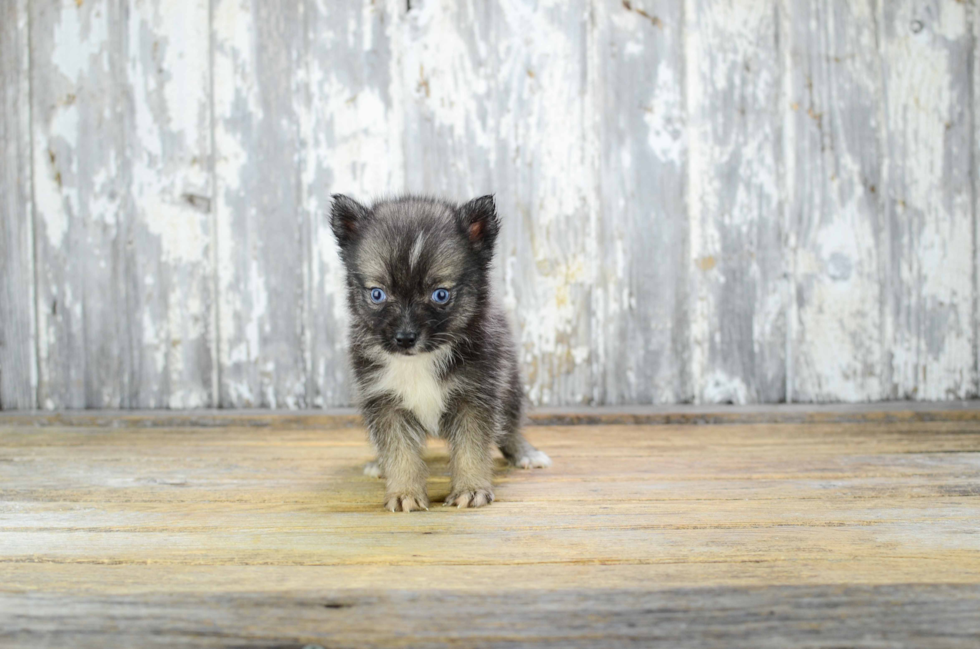 Best Pomsky Baby