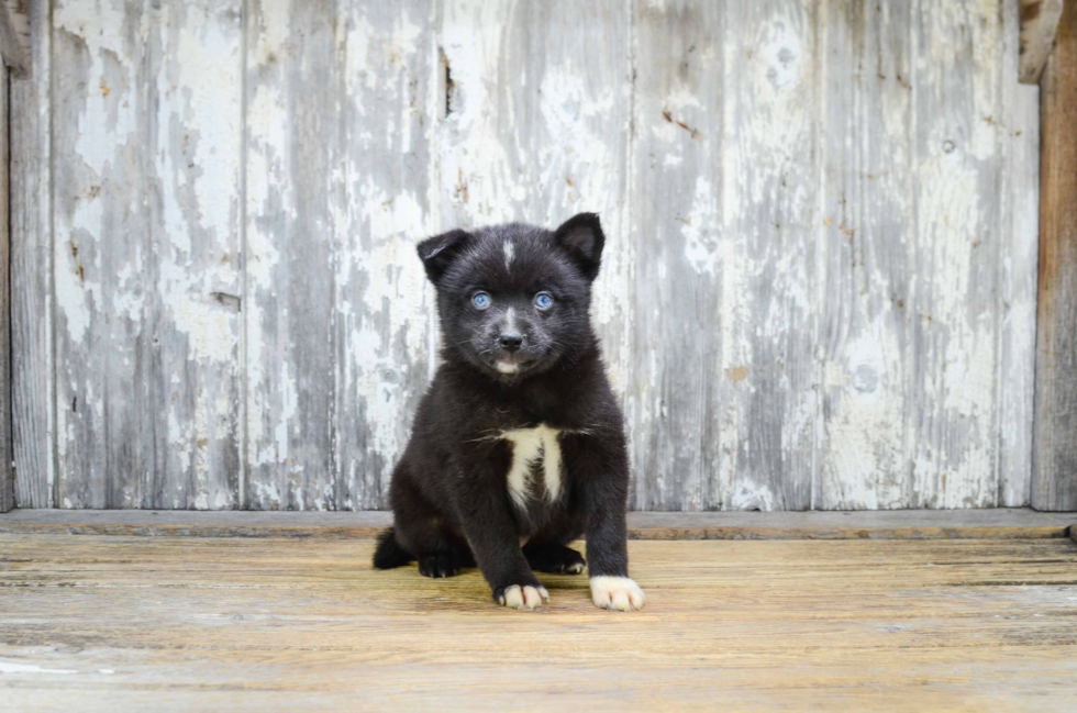 Adorable Mini Husky Designer Puppy