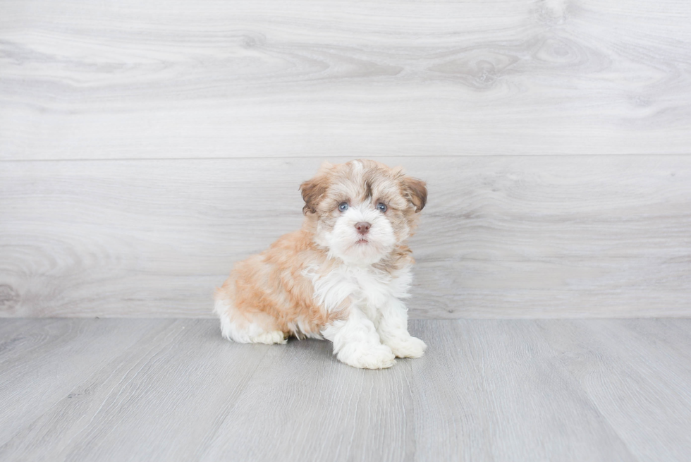 Havanese Pup Being Cute