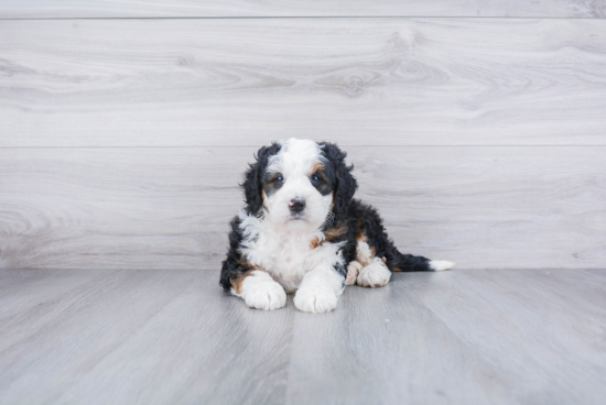 Mini Bernedoodle Pup Being Cute