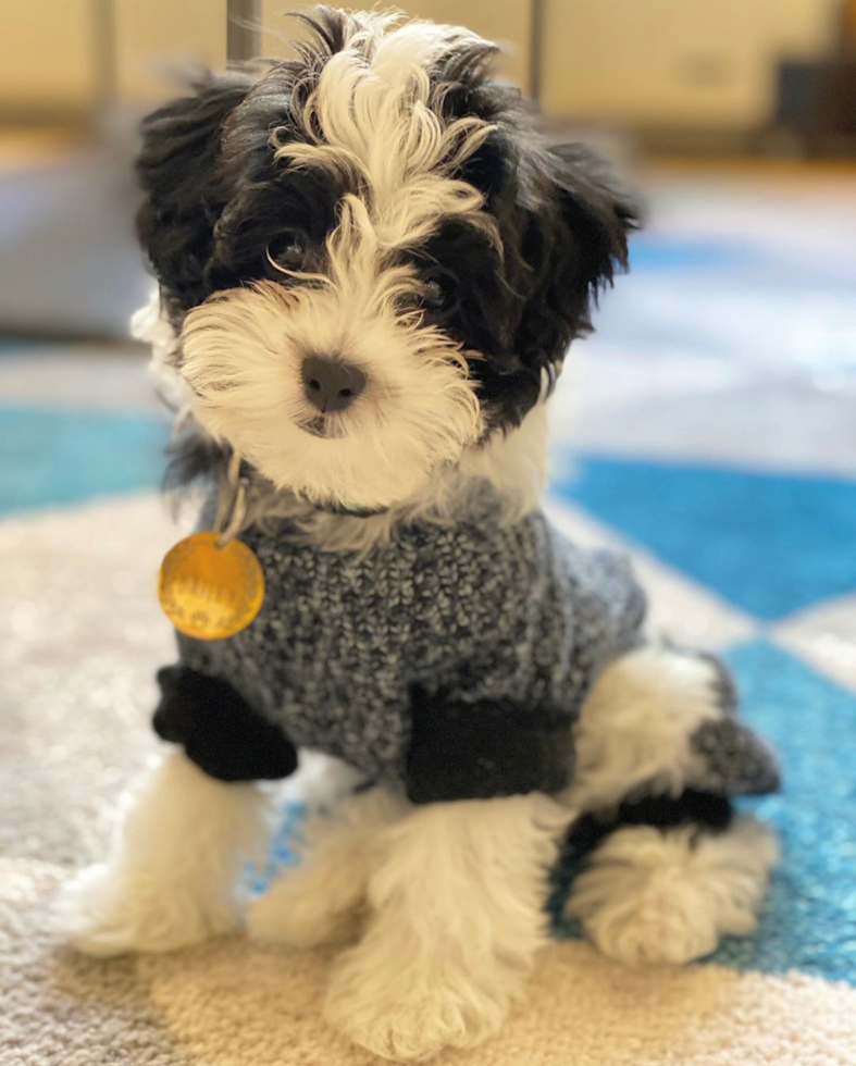 Adorable Havanese Purebred Pup