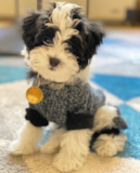 Adorable Havanese Purebred Pup