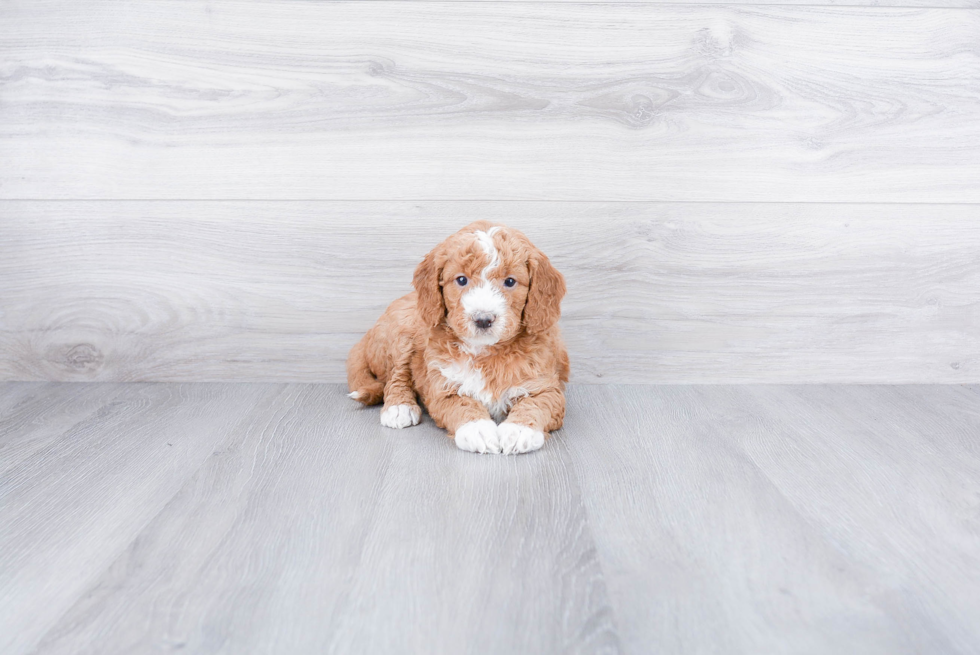 Mini Goldendoodle Pup Being Cute