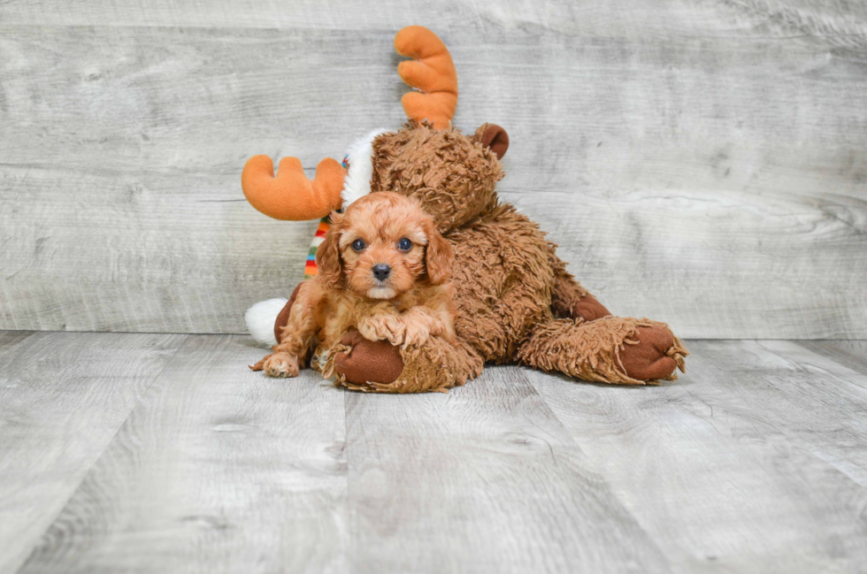 Adorable Cavoodle Poodle Mix Puppy