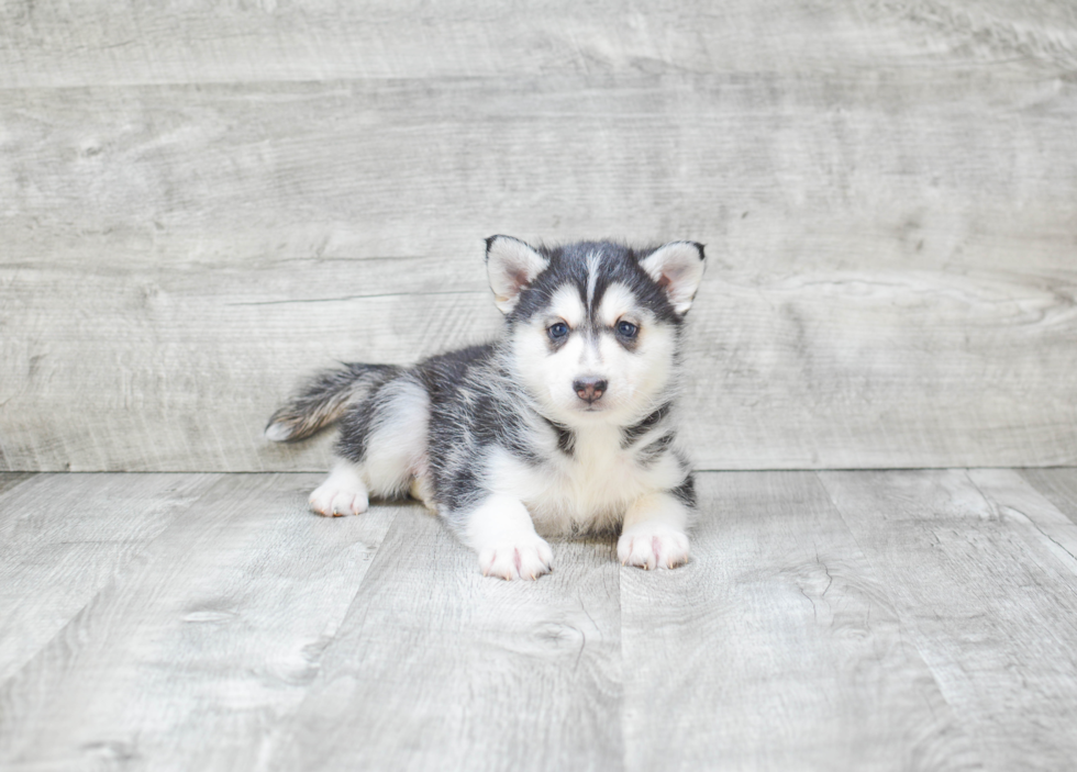 Little Mini Husky Designer Puppy