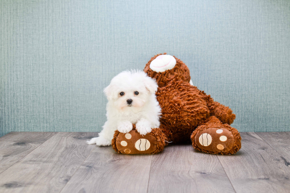 Petite Maltipoo Poodle Mix Pup