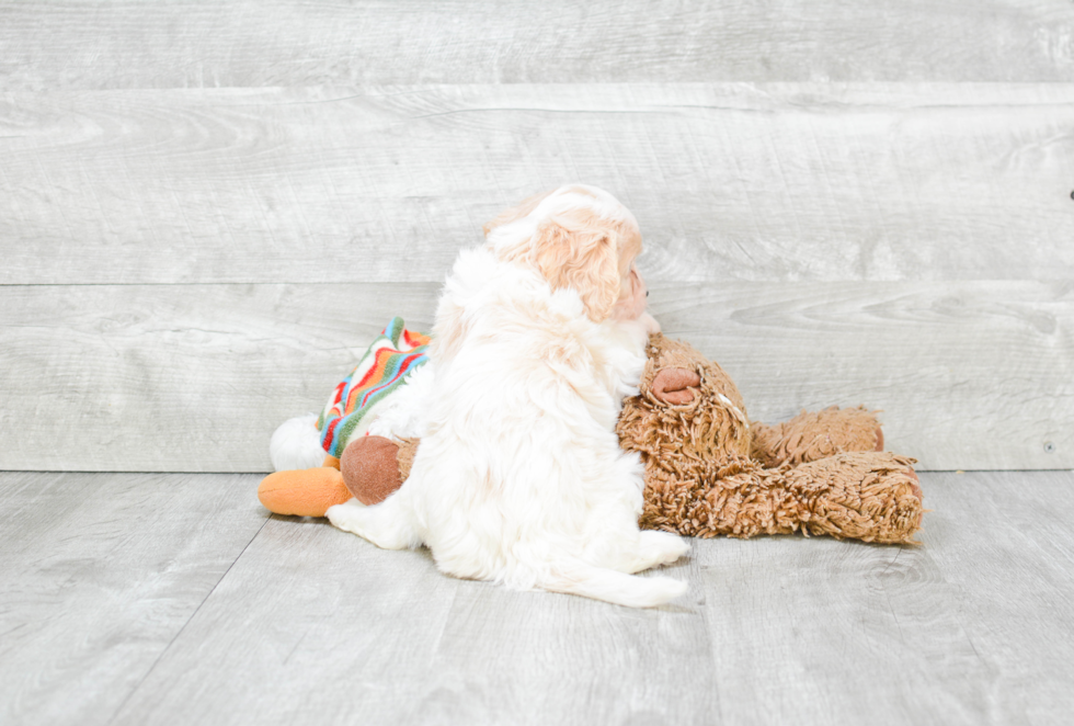 Cavachon Pup Being Cute