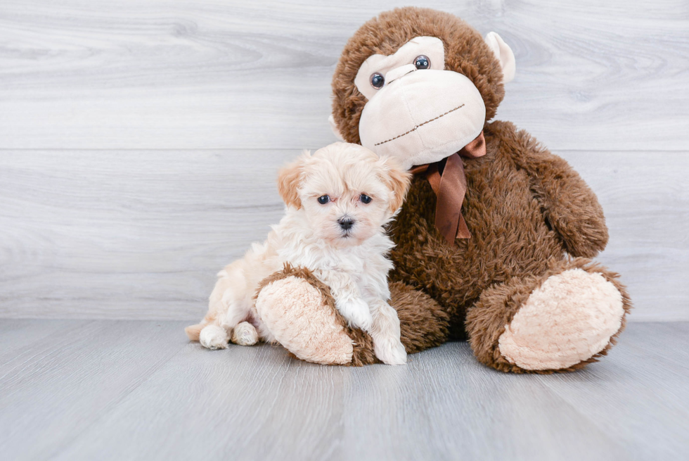 Maltipoo Puppy for Adoption