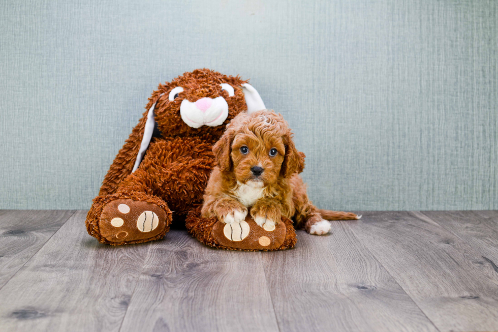 Cavapoo Pup Being Cute