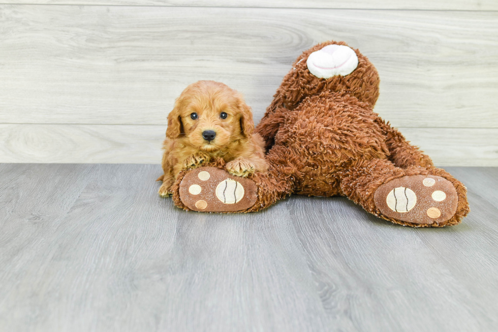 Mini Goldendoodle Puppy for Adoption