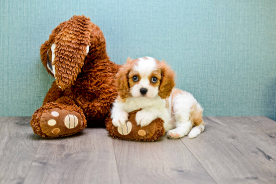 Popular Cavalier King Charles Spaniel Purebred Pup