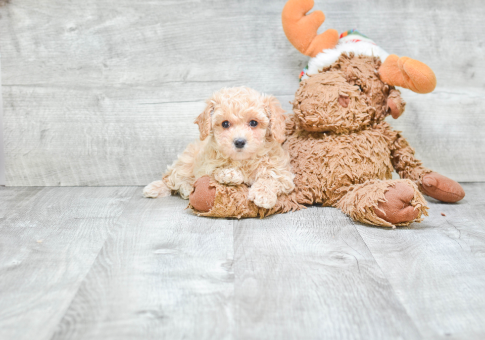 Best Maltipoo Baby