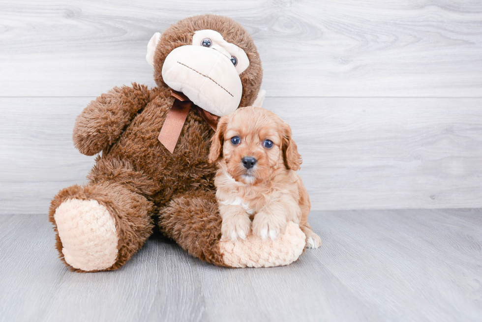 Little Cavoodle Poodle Mix Puppy