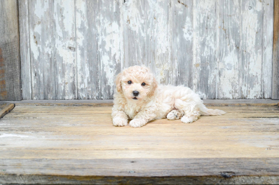 Maltipoo Puppy for Adoption