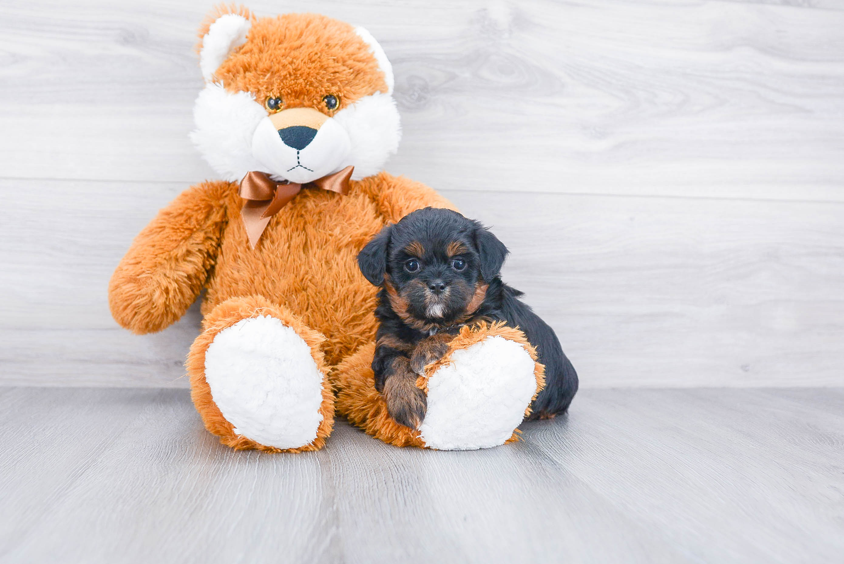 Teddy Bear Puppy for Adoption