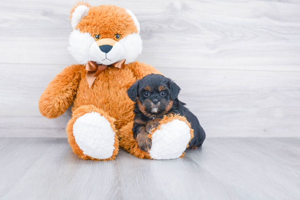 Teddy Bear Puppy for Adoption