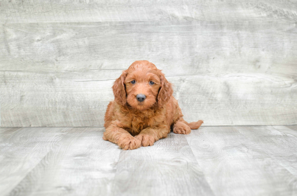 Adorable Golden Retriever Poodle Mix Puppy