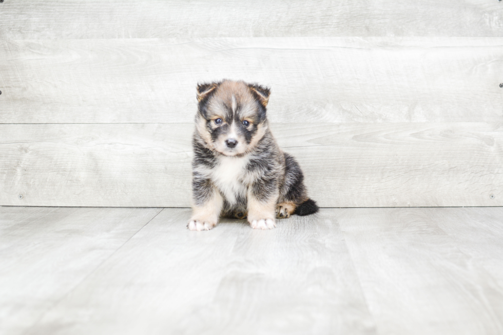 Pomsky Puppy for Adoption