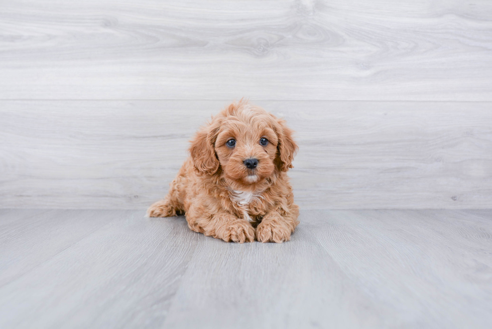 Playful Cavoodle Poodle Mix Puppy