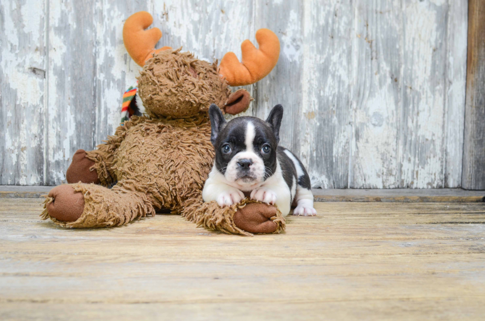 French Bulldog Puppy for Adoption