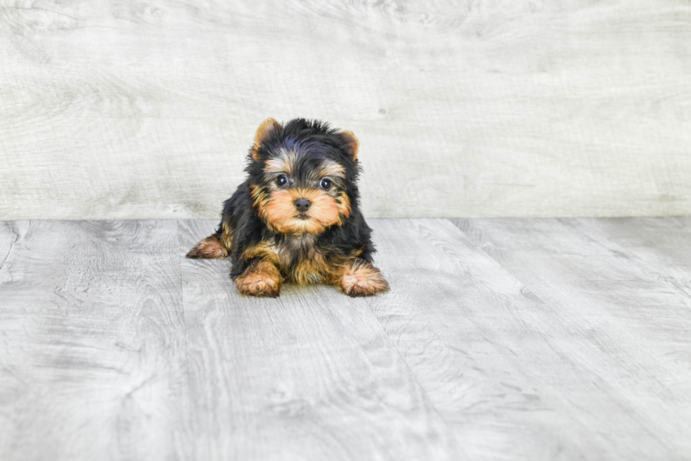 Meet Sebastian - our Yorkshire Terrier Puppy Photo 