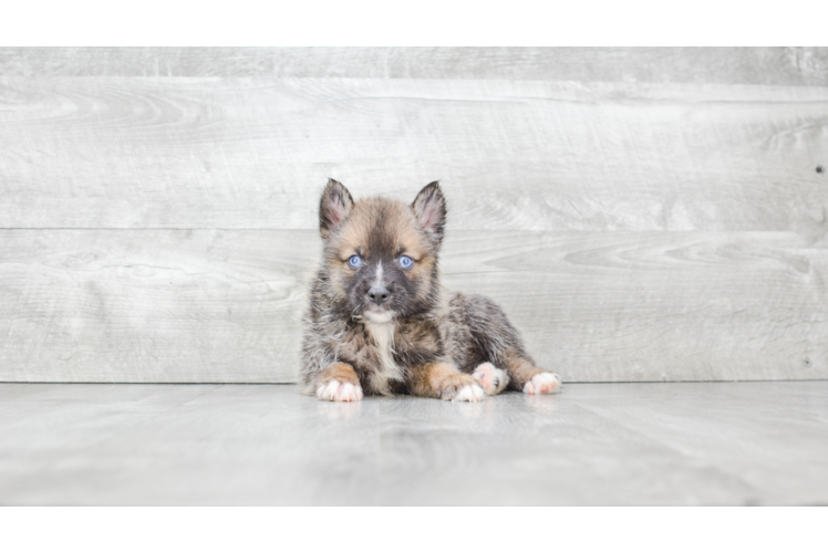 Adorable Mini Husky Designer Puppy