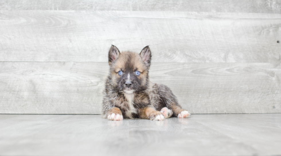 Adorable Mini Husky Designer Puppy