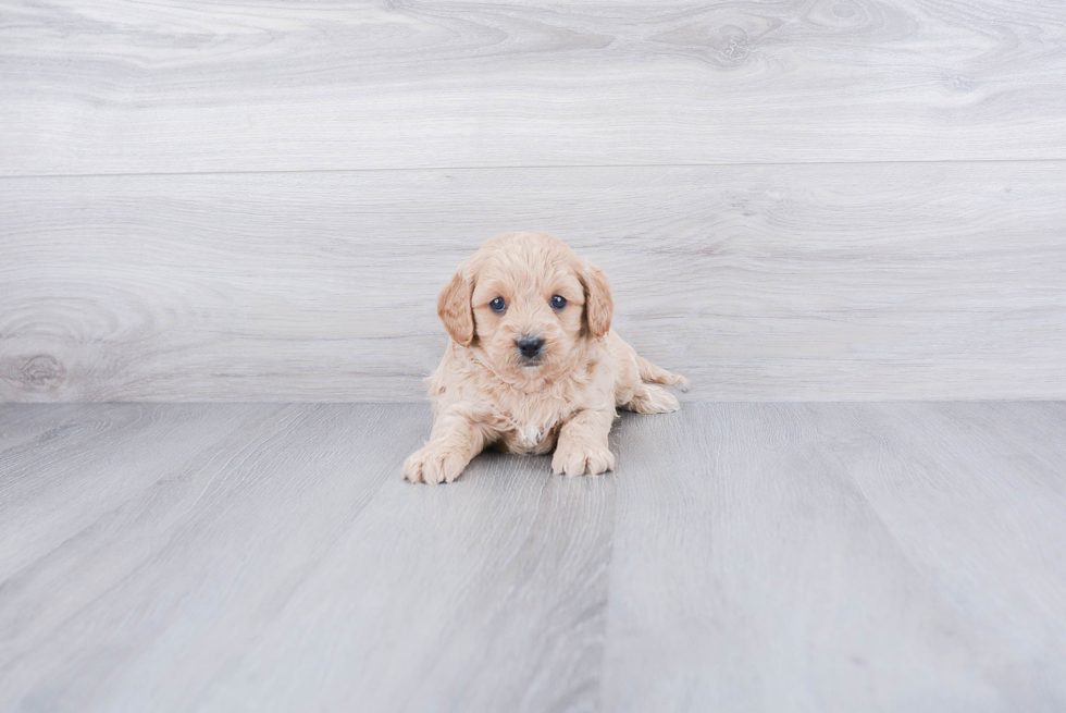 Hypoallergenic Cavoodle Poodle Mix Puppy