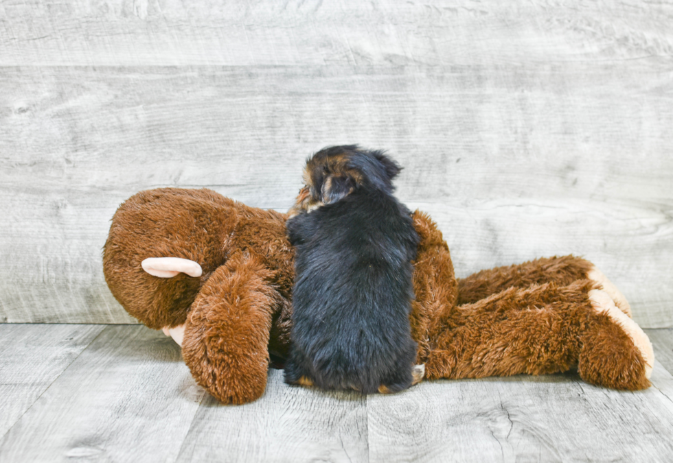 Morkie Pup Being Cute